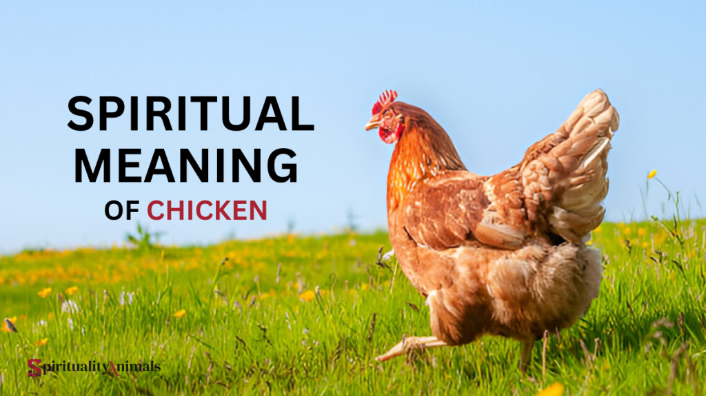 Spiritual Meaning of Chicken