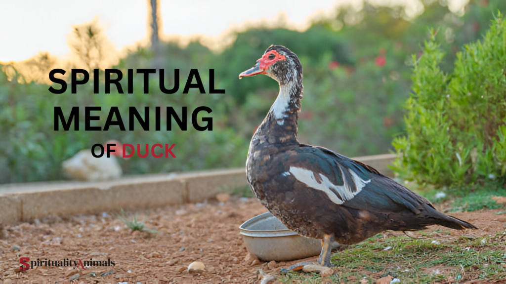 Spiritual Meaning of Duck