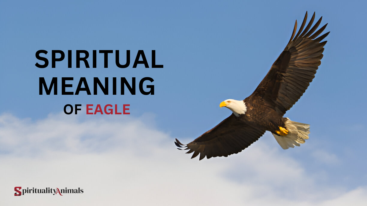 Spiritual Meaning of Eagle
