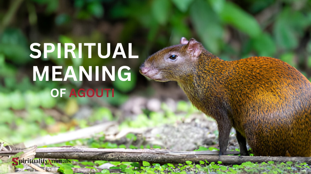 Spiritual Meaning of Agouti