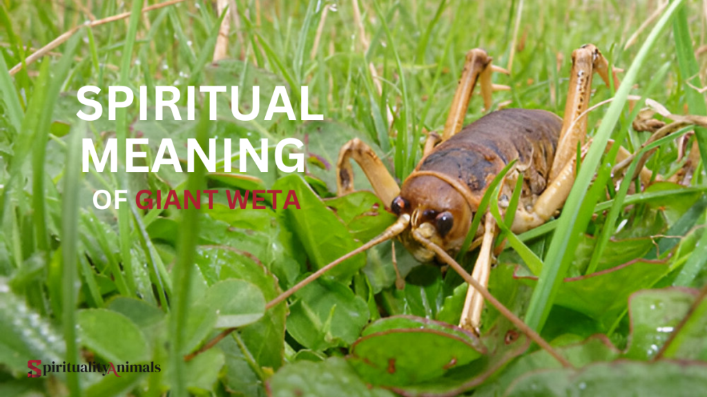 Spiritual Meaning of Giant Weta