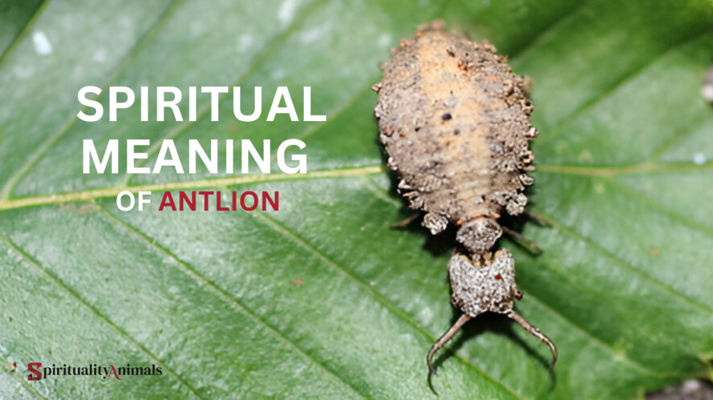 Spiritual Meaning of Antlion