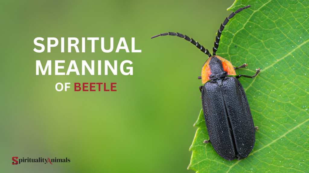 Spiritual Meaning of Beetle