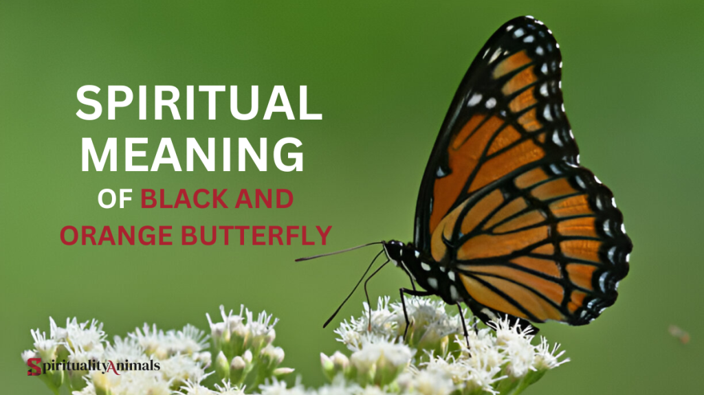 Spiritual Meaning of Black and Orange Butterfly