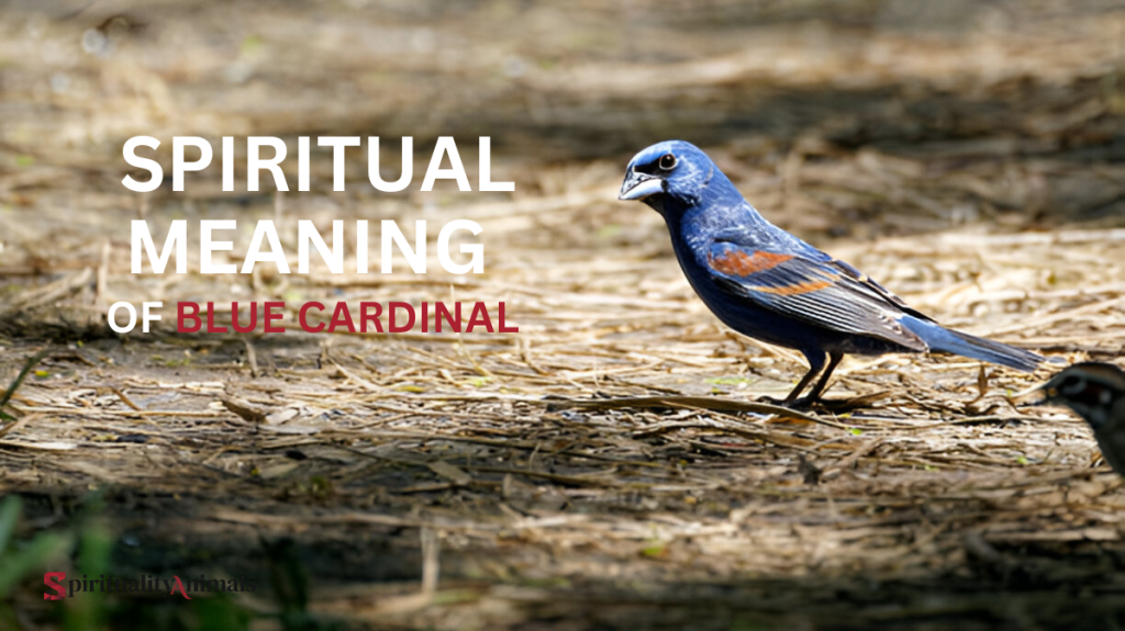 Spiritual Meaning of Blue Cardinal