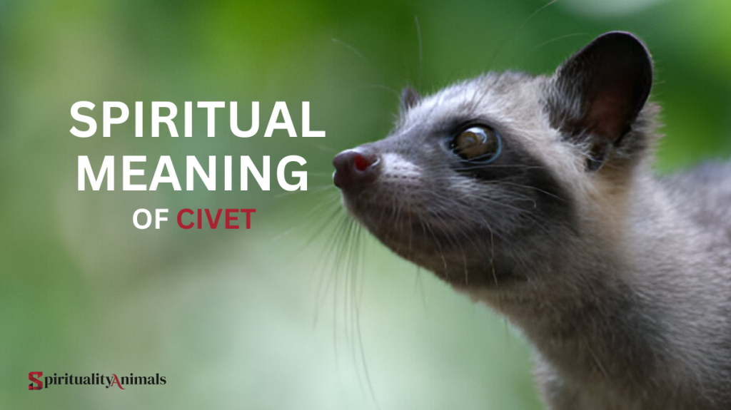 Spiritual Meaning of Civet