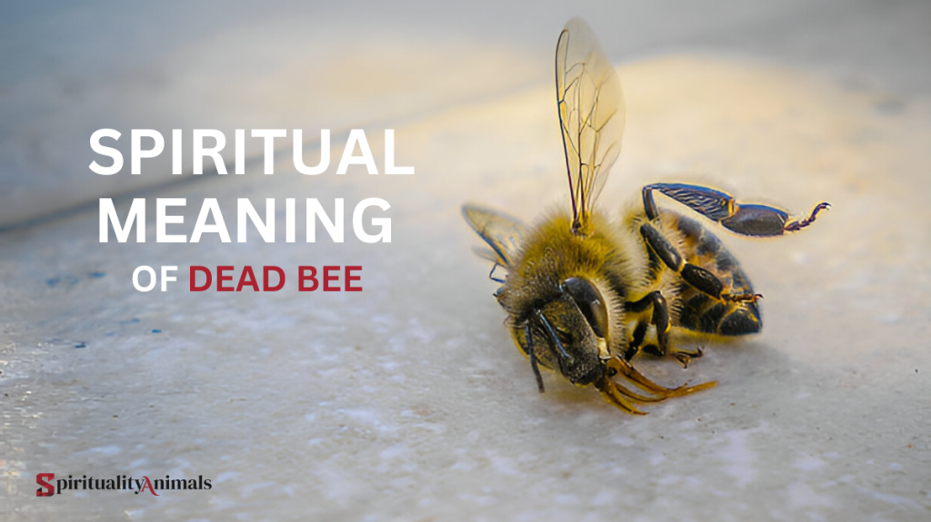 Spiritual Meaning of Dead Bee