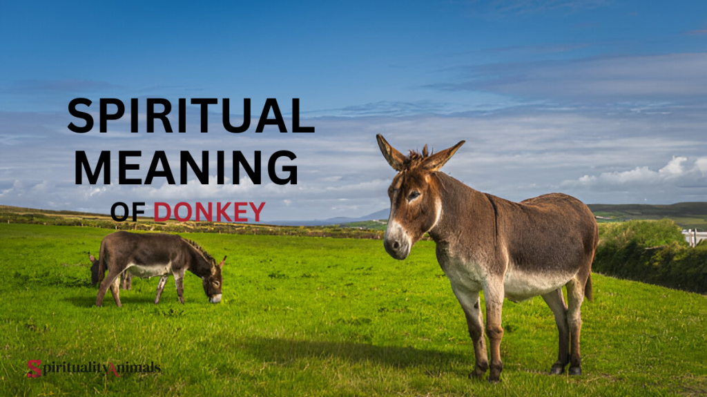 Spiritual Meaning of Donkey