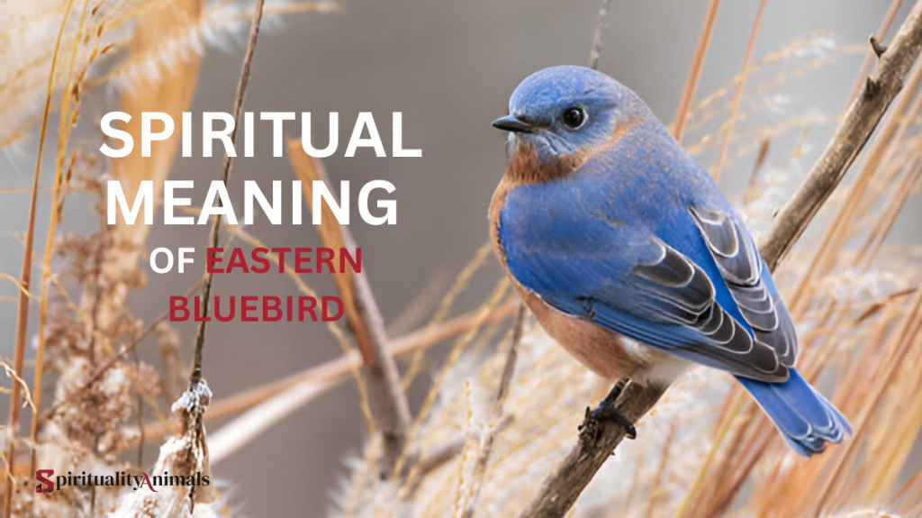 Spiritual Meaning of Eastern Bluebird