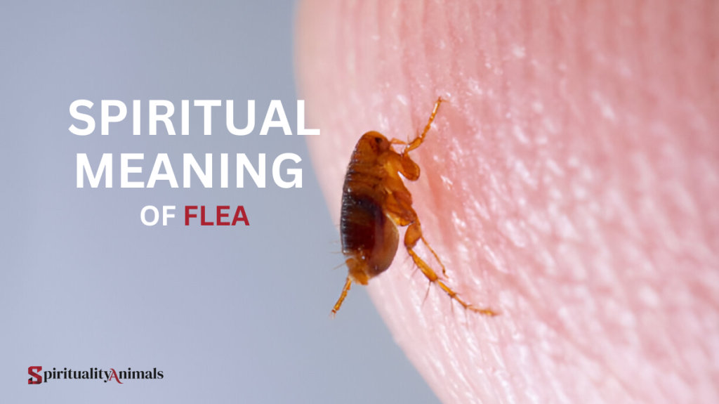 Spiritual Meaning of Flea