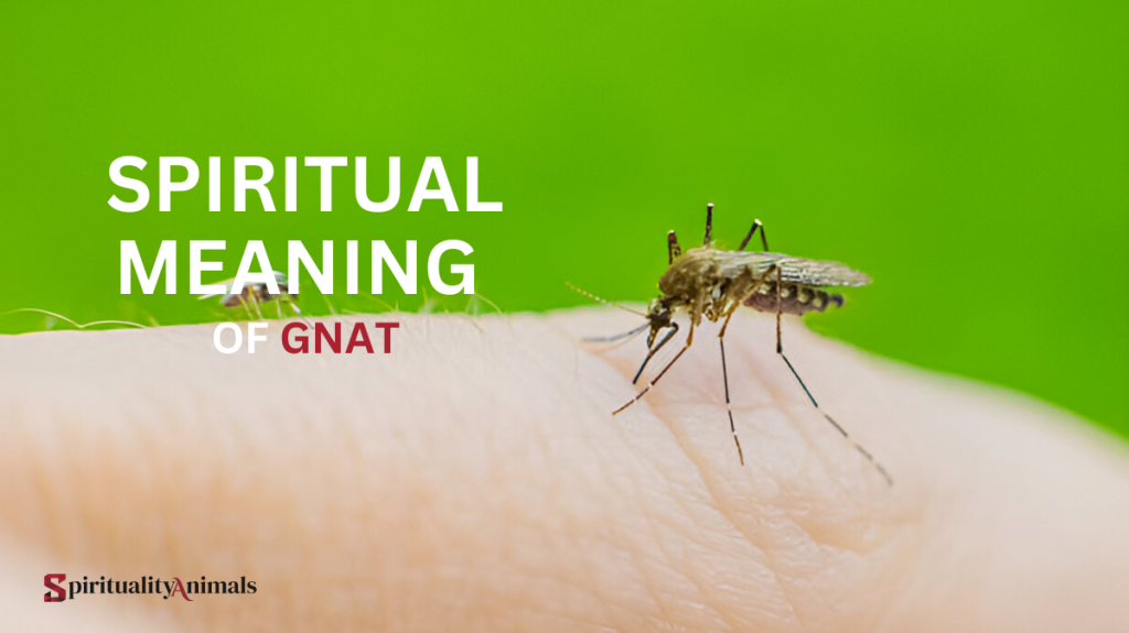 Spiritual Meaning of Gnat