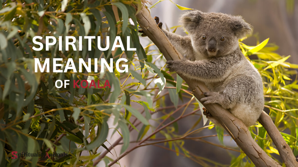 Spiritual Meaning of Koala