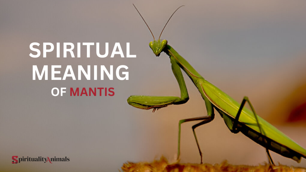 Spiritual Meaning of the Mantis