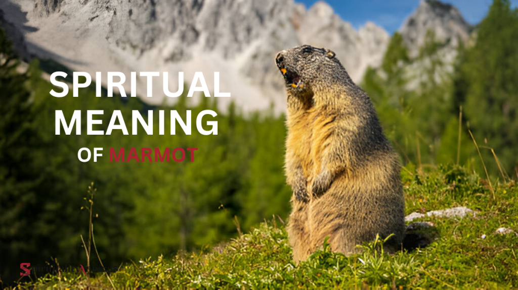 Spiritual Meaning of Marmot