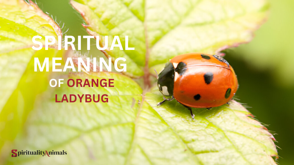 Spiritual Meaning of Orange Ladybug