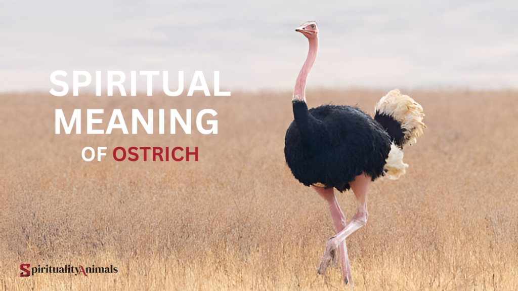 Spiritual Meaning of Ostrich