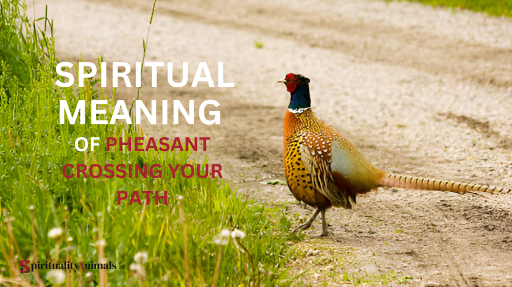 Spiritual Meaning of Pheasant Crossing Your Path