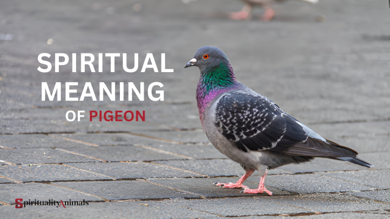 Spiritual Meaning of Pigeon