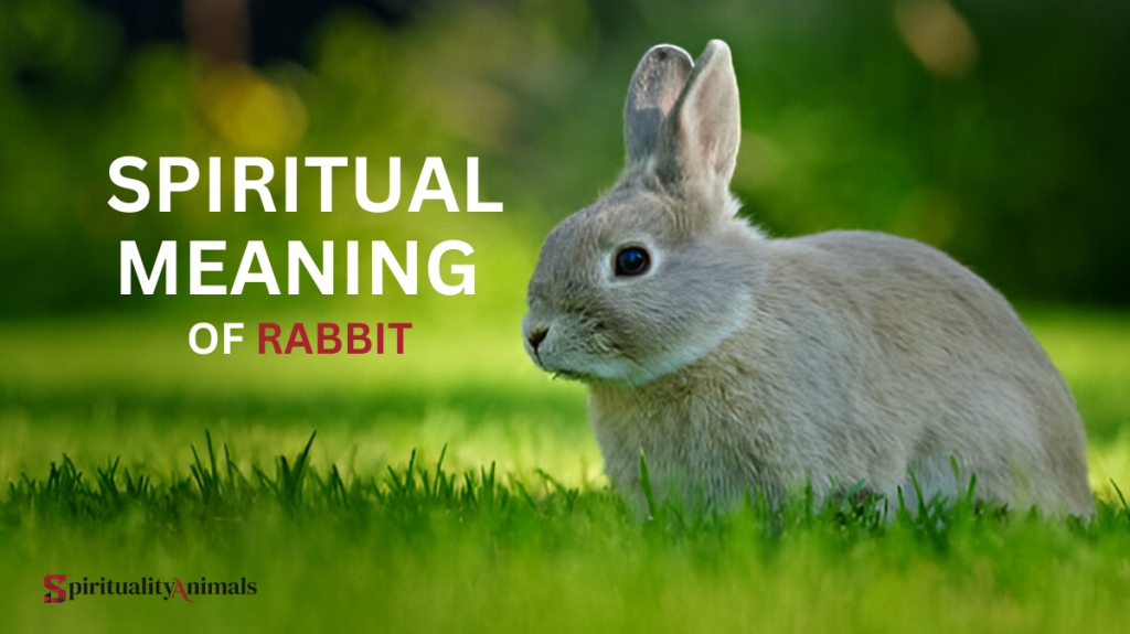 Spiritual Meaning of Rabbit
