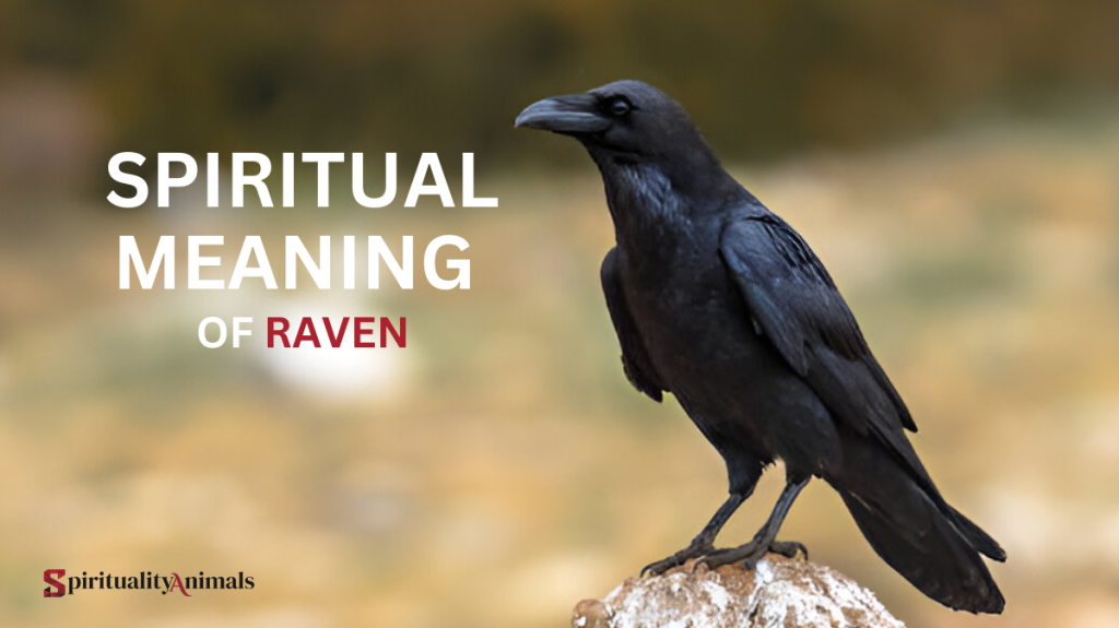 Spiritual Meaning of Raven