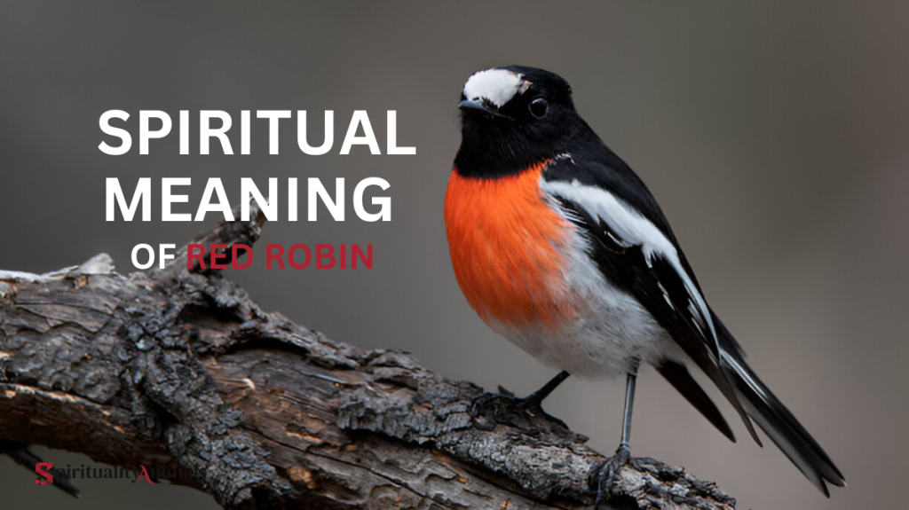 Spiritual Meaning of Red Robin