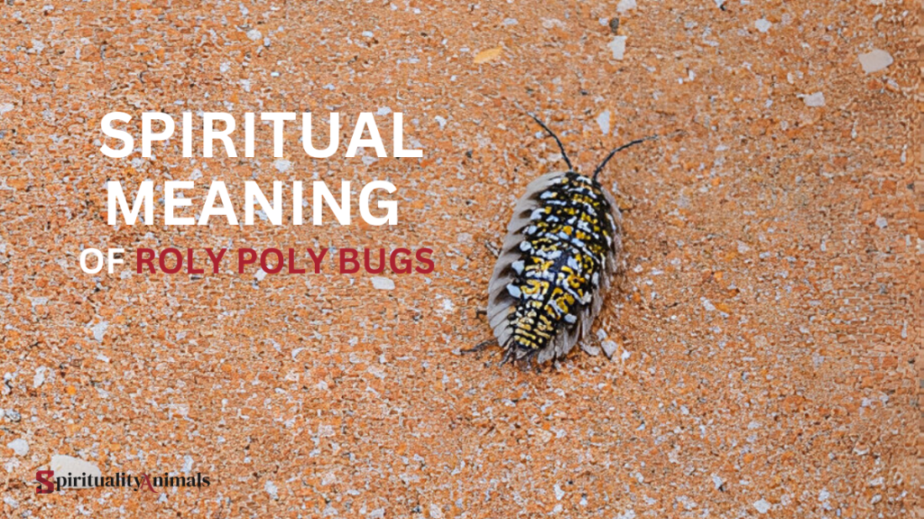 Spiritual Meaning of Roly Poly Bugs
