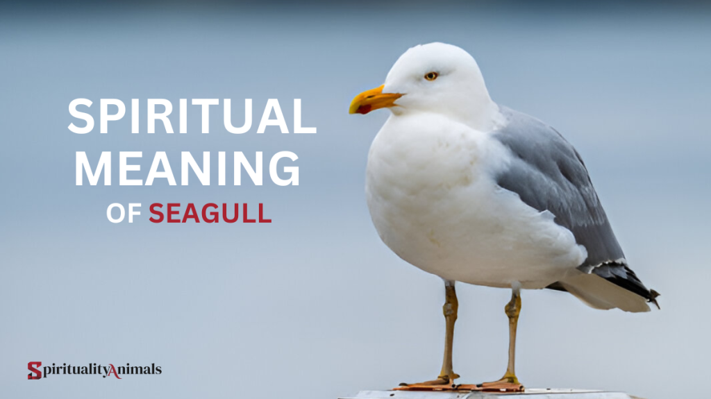 Spiritual Meaning of Seagull