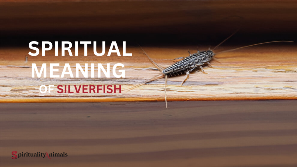 Spiritual Meaning of Silverfish