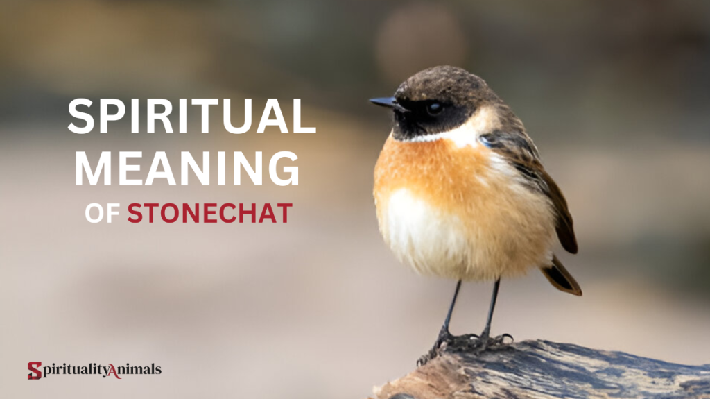 Spiritual Meaning of Stonechat