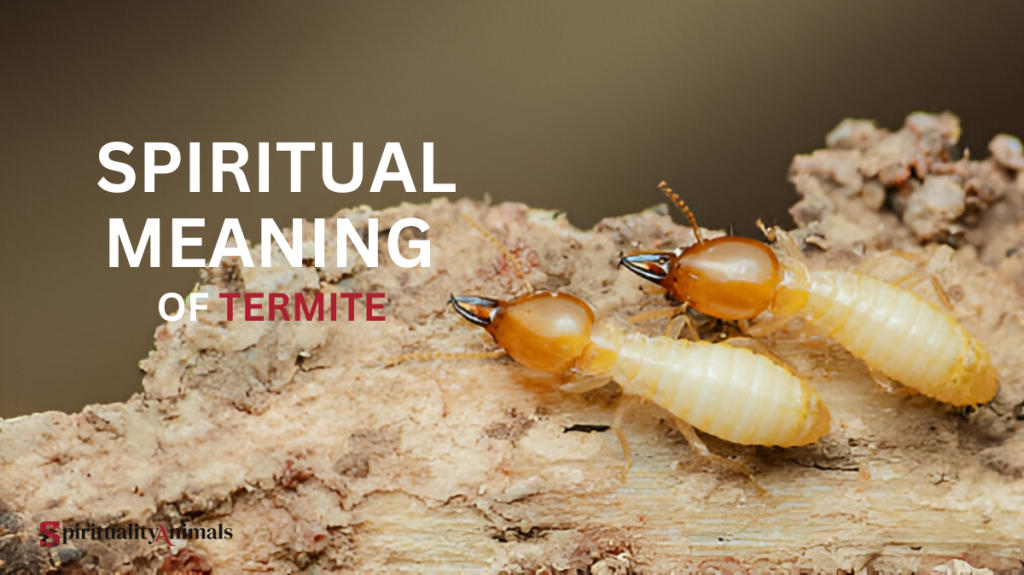 Spiritual Meaning of Termite