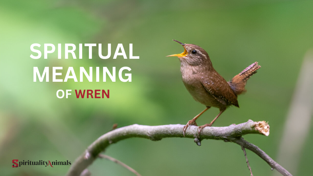 Spiritual Meaning of Wren