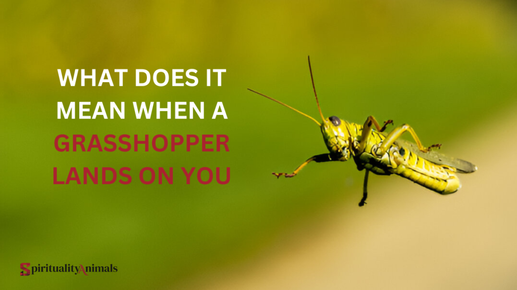 What Does It Mean When a Grasshopper Lands on You?