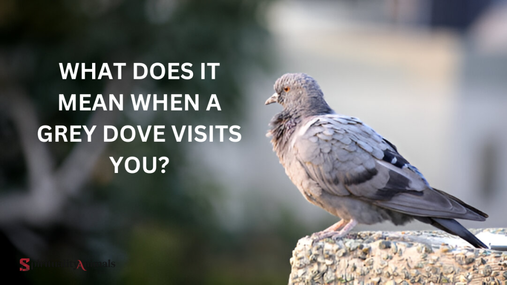 What Does It Mean When a Grey Dove Visits You?