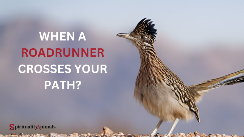 When a Roadrunner Crosses Your Path?