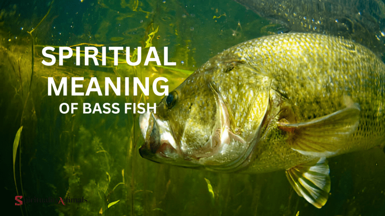 Spiritual Meaning of Bass Fish