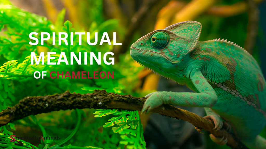Spiritual Meaning of Chameleon