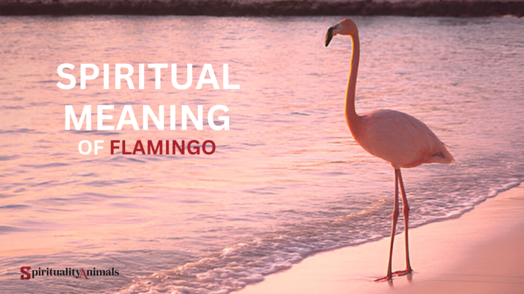 Spiritual Meaning of Flamingo