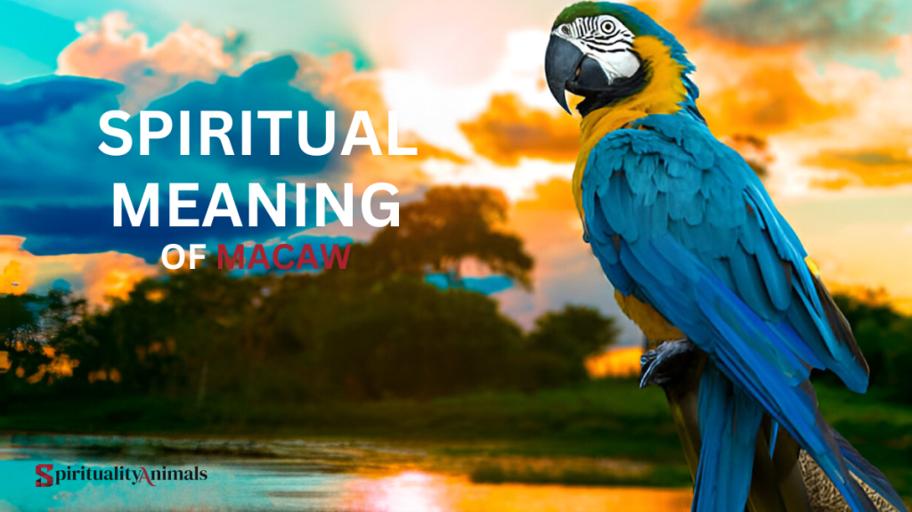 Spiritual Meaning of Macaw