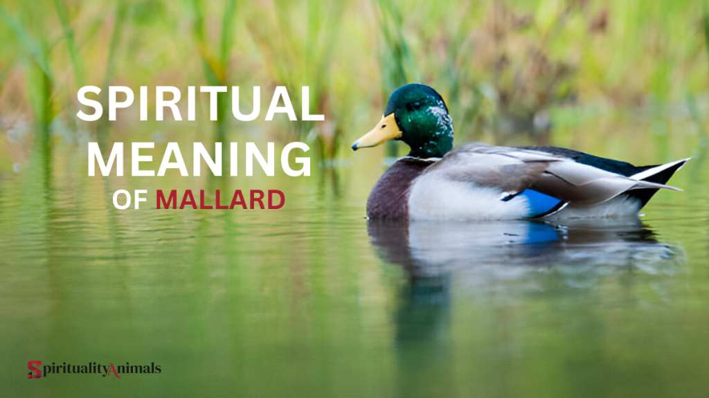 Spiritual Meaning of Mallard Duck