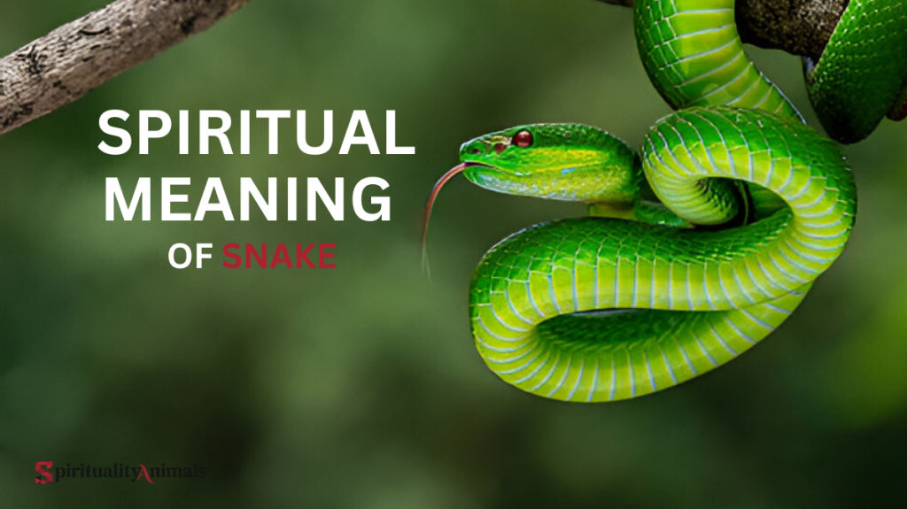 Spiritual Meaning of Snake